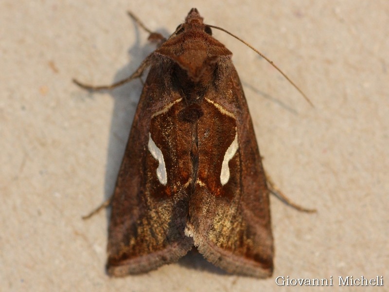 Noctuidae ...